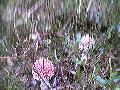 Ha ezt a gombt ltod,(latin neve Amanita muscaria) a kzelben vargnya rejtzhet! :)